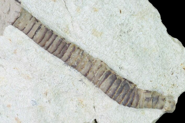 Rare Armored Worm (Lepidocoleus) - Haragan Formation #137476